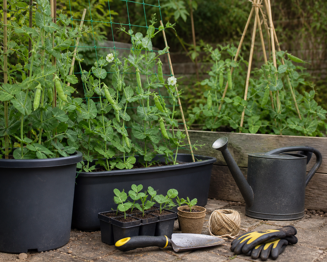 Peas growing on netting and bamboo supports for a HIP Toolbox guide