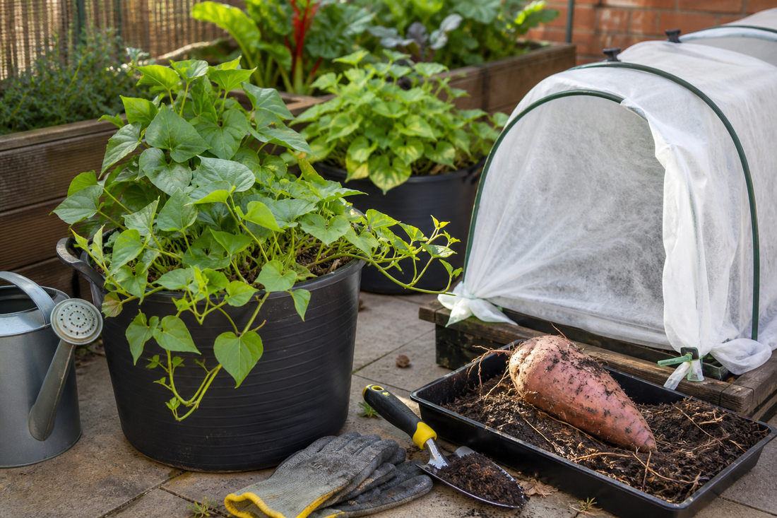 Sweet potatoes growing in pots with cloche protection for a HIP Toolbox guide